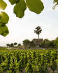 Winery Visit & Tasting near Grosseto with 6 wines - Wine Tasting - Touraround