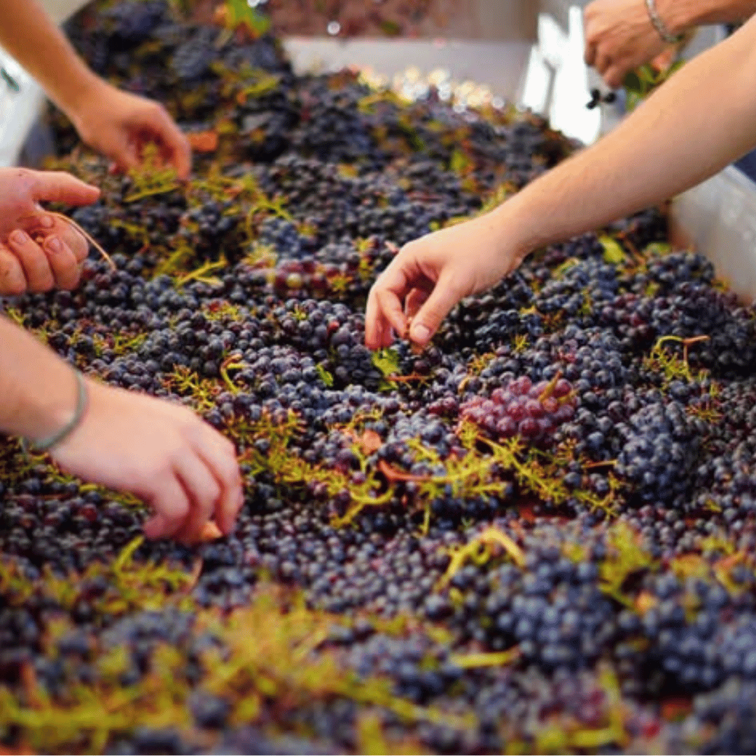 Winery Visit & Tasting near Grosseto with 6 wines - Wine Tasting - Touraround