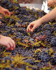 Winery Visit & Tasting near Grosseto with 6 wines - Wine Tasting - Touraround