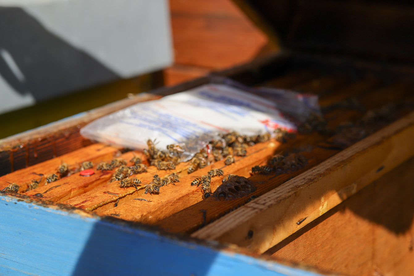 Honey tasting