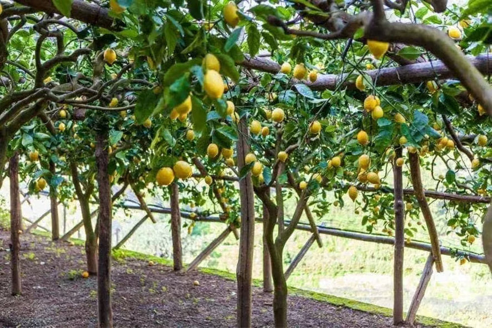 Lemon Tasting