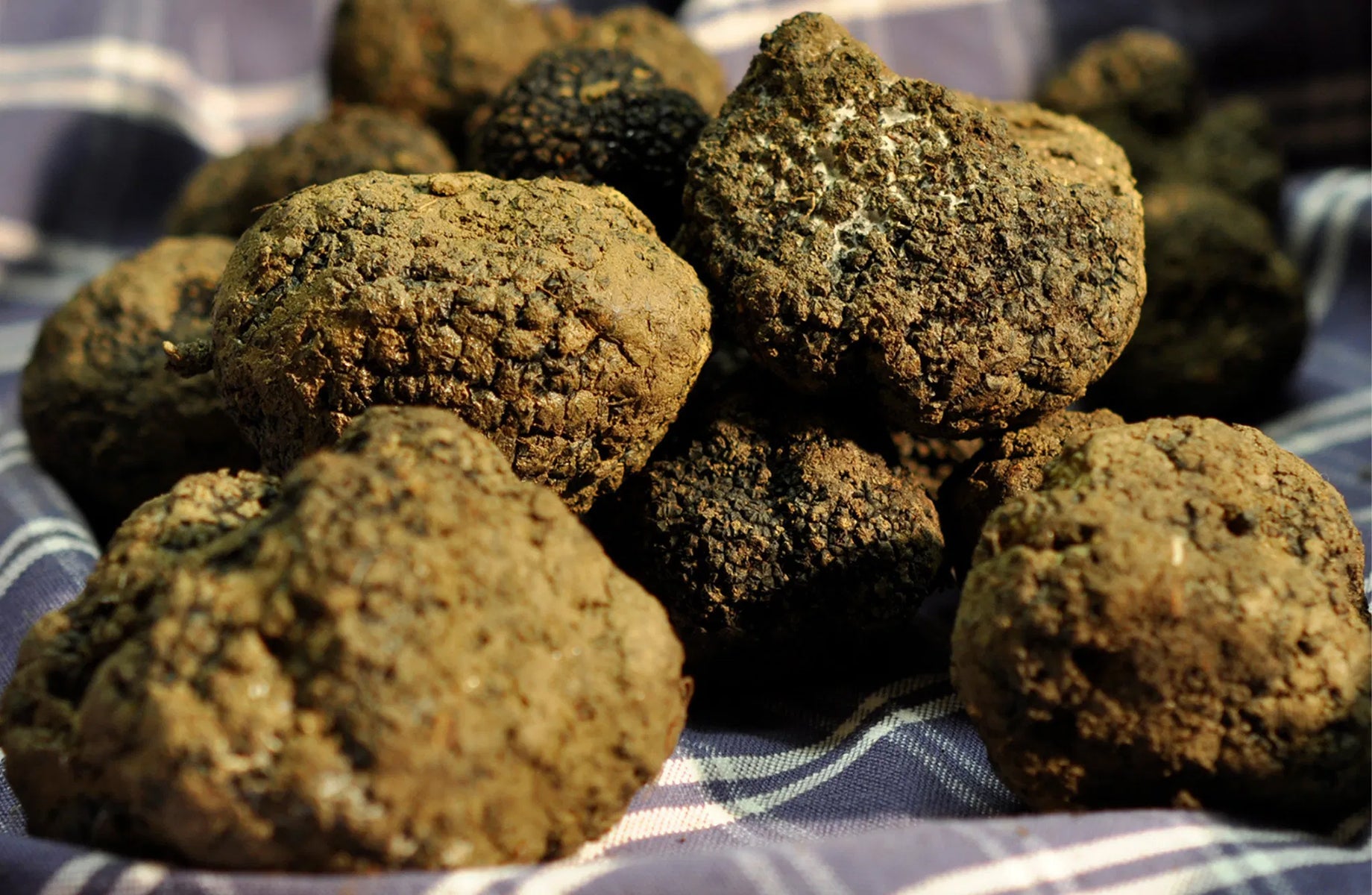 Truffle Experience