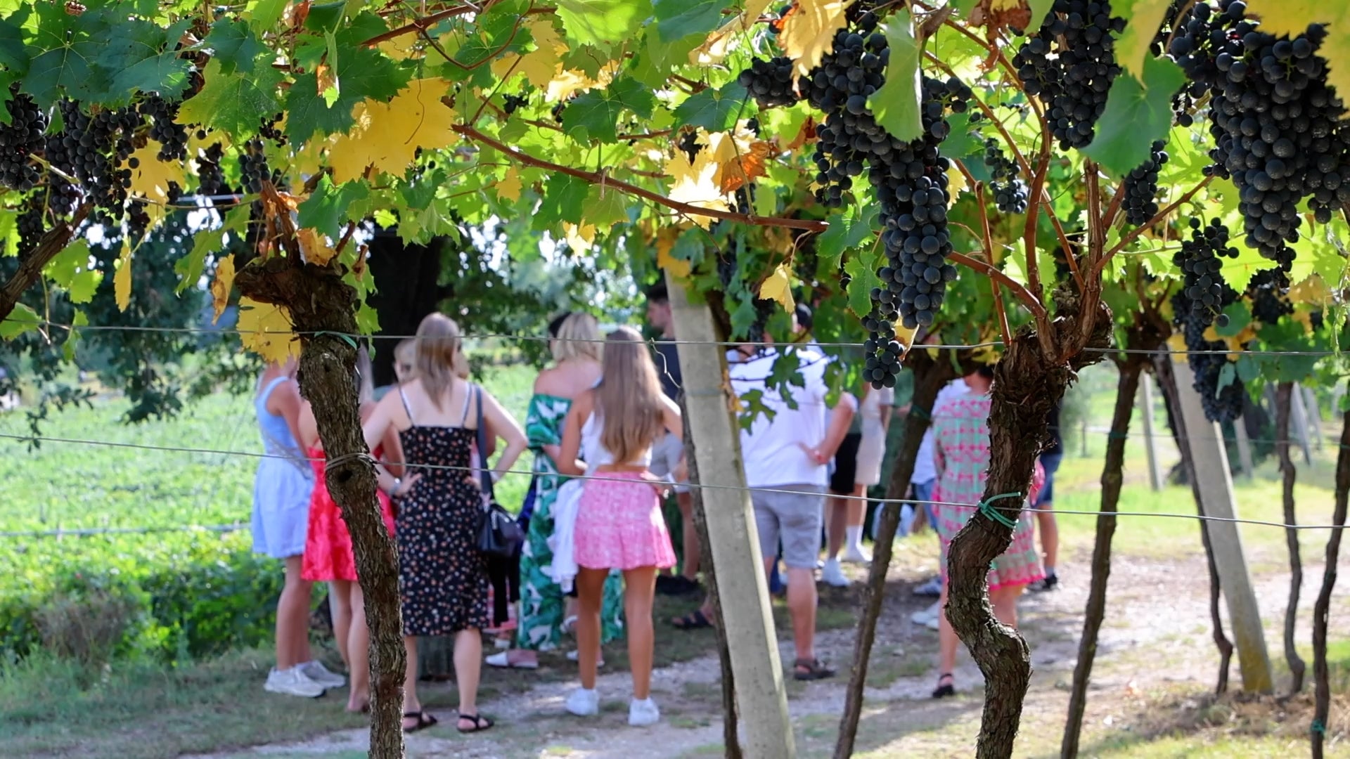 This experience will make you live the emotion of visiting a winery, discovering the methods of production and aging, according to a tradition that has lasted for about 100 years