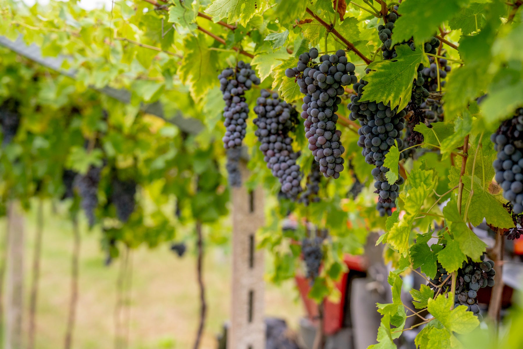 Taste 3 Wines with cellar tour in a Historic Countryside Winery - Touraround