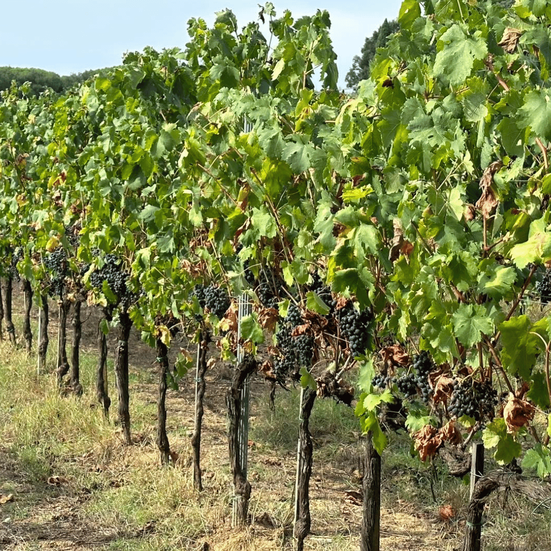 Arezzo: Boutique Winery Visit &amp; Wine Tasting - Wine Tasting - Touraround