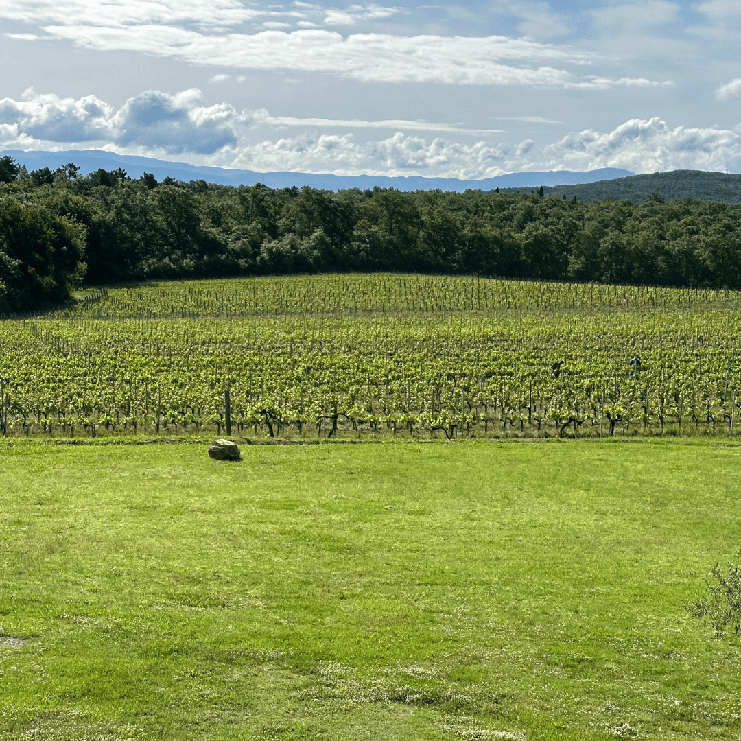 Arezzo: Boutique Winery Visit & Wine Tasting - Wine Tasting - Touraround