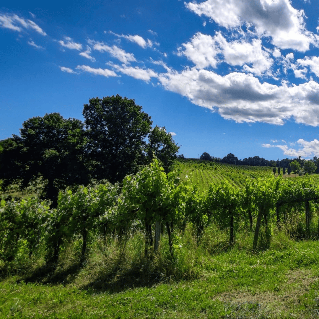 Bologna: Boutique Winery Tour with Wine Tasting & Food Platter - Wine Tasting - Touraround