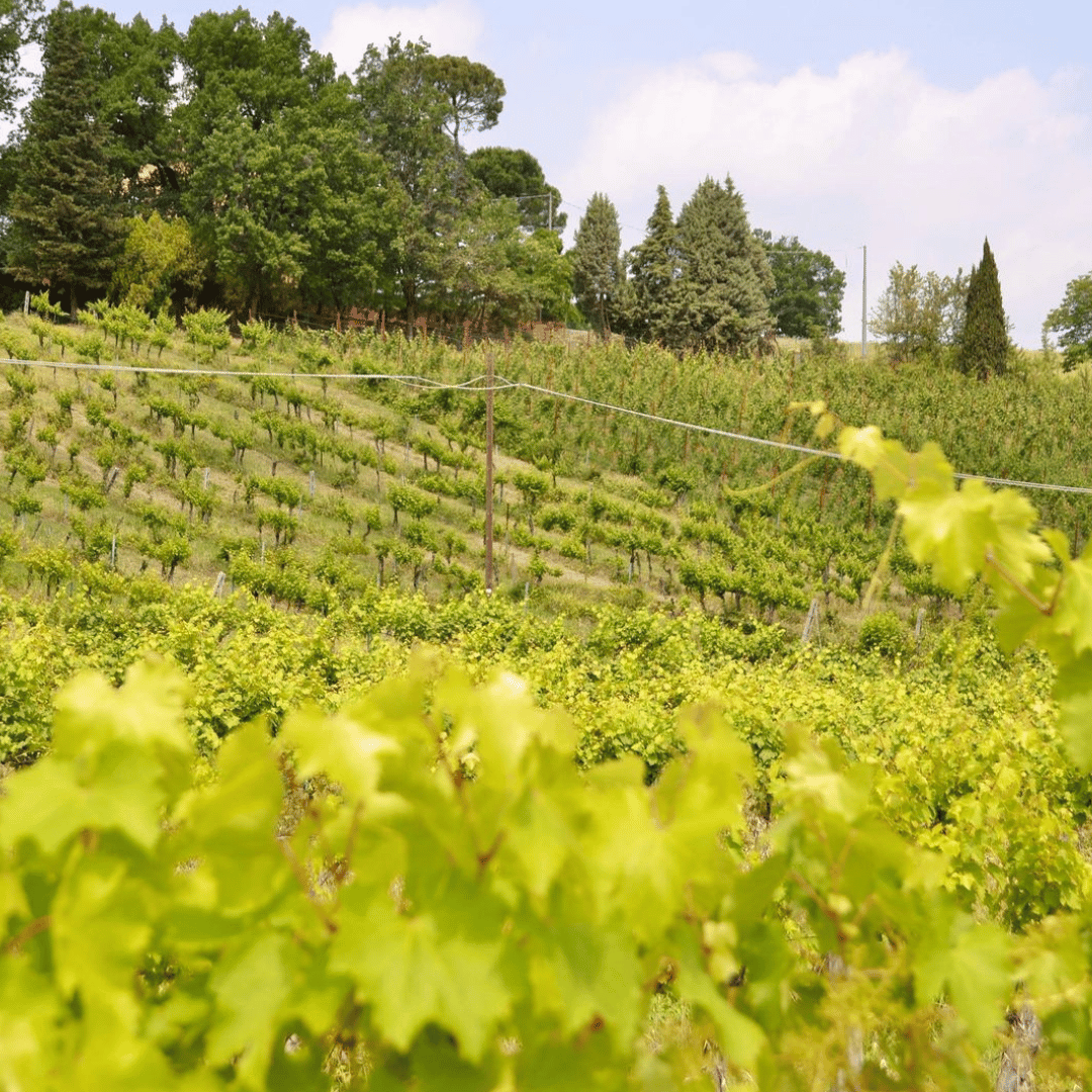 Bologna: Boutique Winery Tour with Wine Tasting &amp; Food Platter - Wine Tasting - Touraround