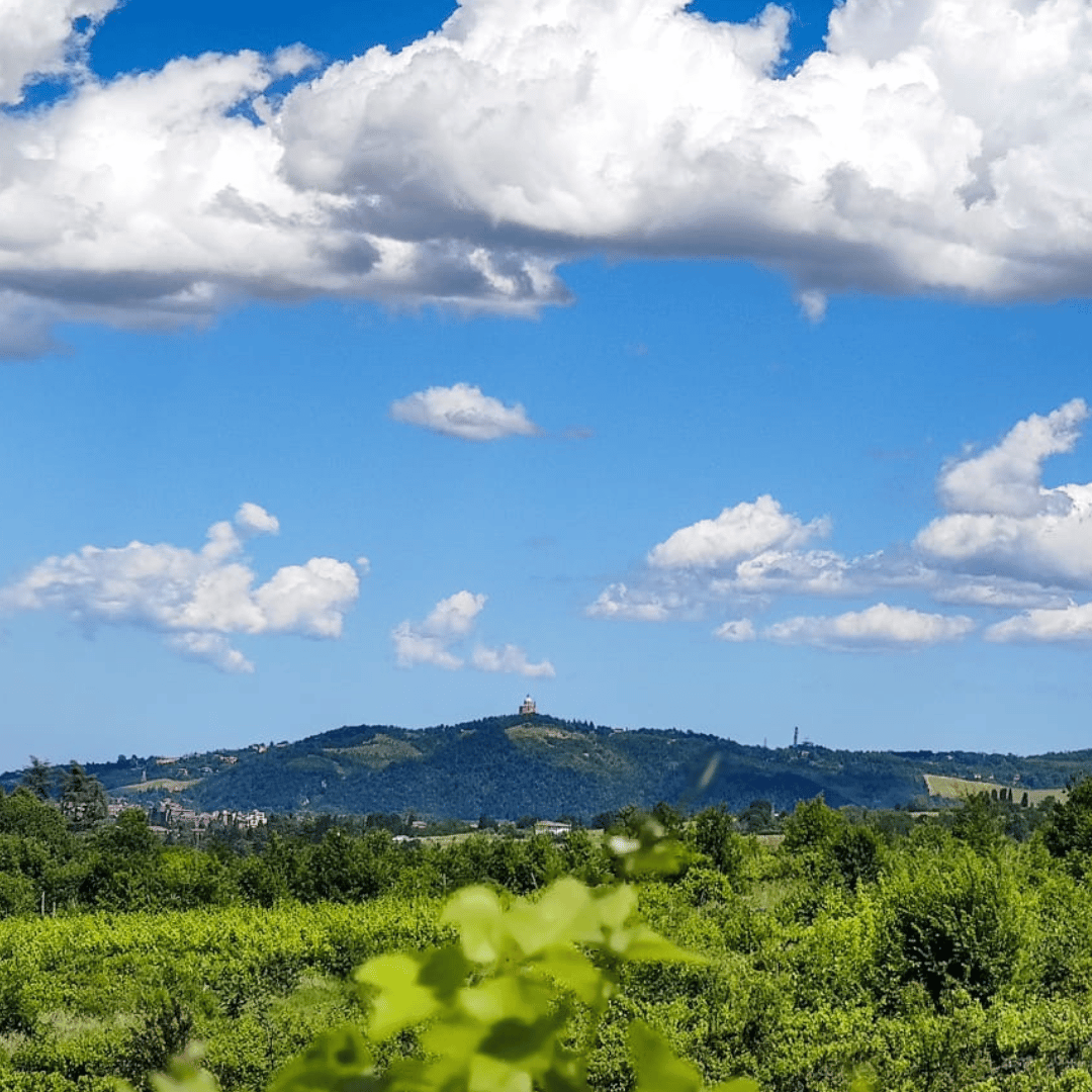 Bologna: Boutique Winery Tour with Wine Tasting & Food Platter - Wine Tasting - Touraround