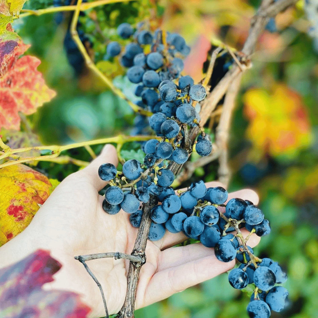 Bologna: Boutique Winery Tour with Wine Tasting &amp; Food Platter - Wine Tasting - Touraround