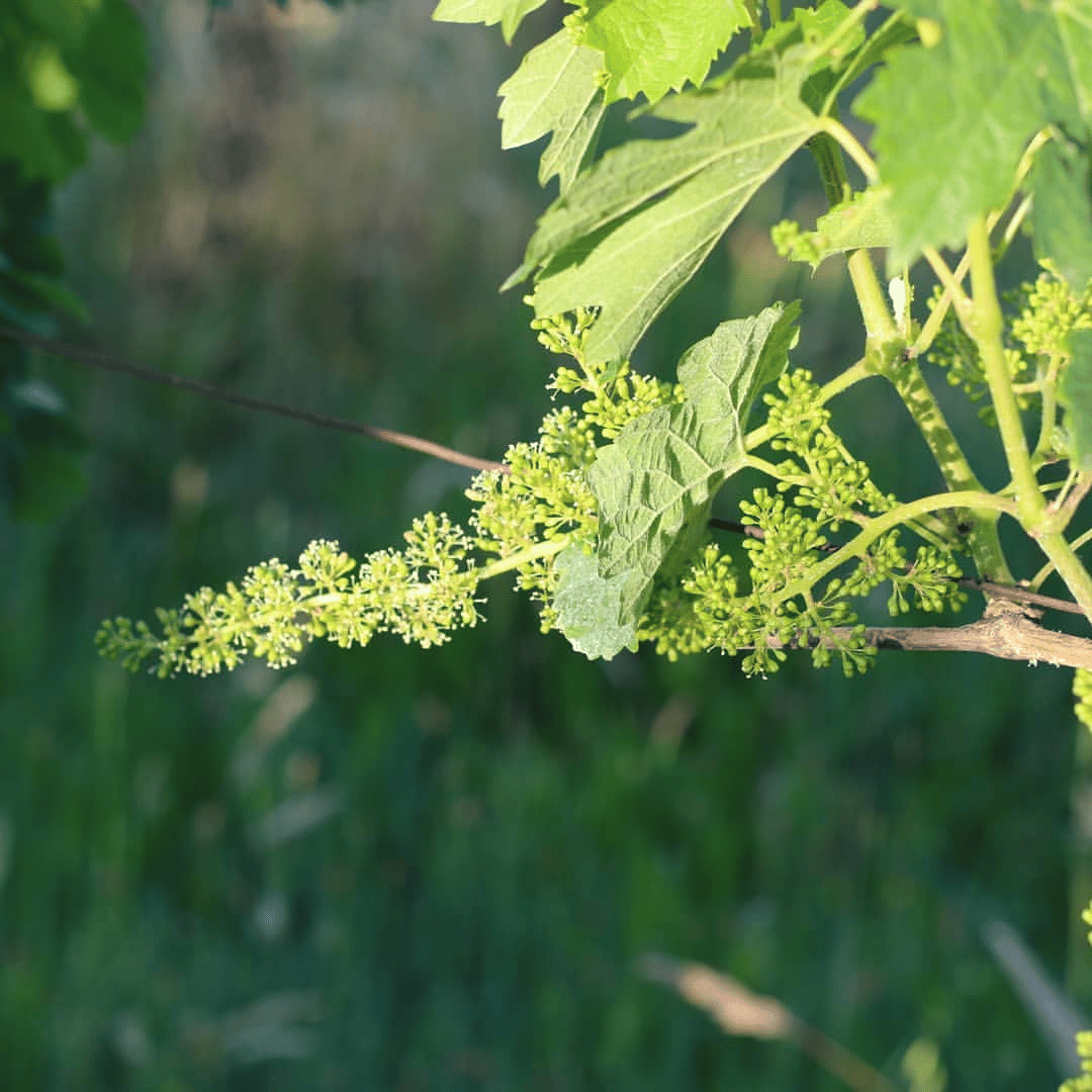 Boutique Winery Tour & Tasting in North Tuscany - Wine Tasting - Touraround