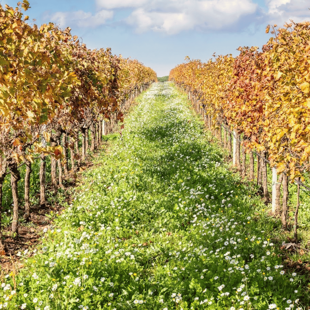 Boutique Winery Visit &amp; Tasting near Rome - Wine Tasting - Touraround