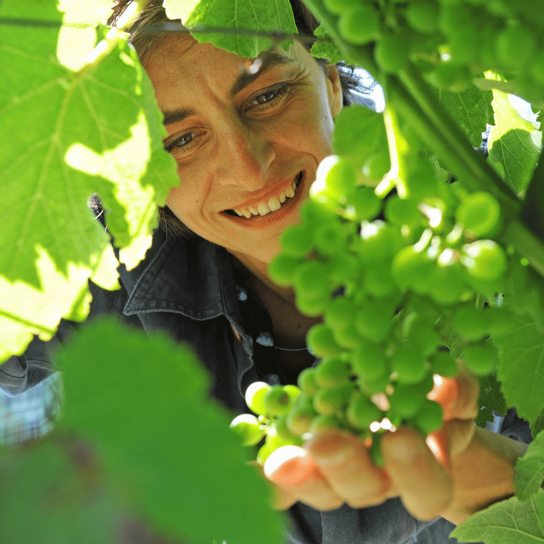Explore the Castle Winery Tour & Tasting near Lake Maggiore - Wine Tasting - Touraround