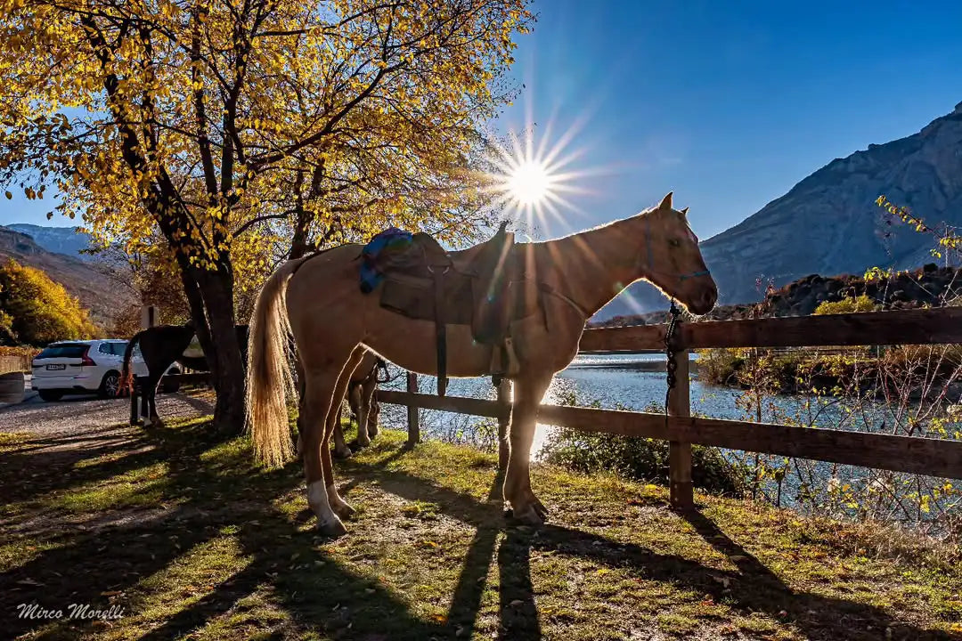 Panoramic 2-Hour Horseback Ride on Monte Gaggio (intermediate) - Touraround