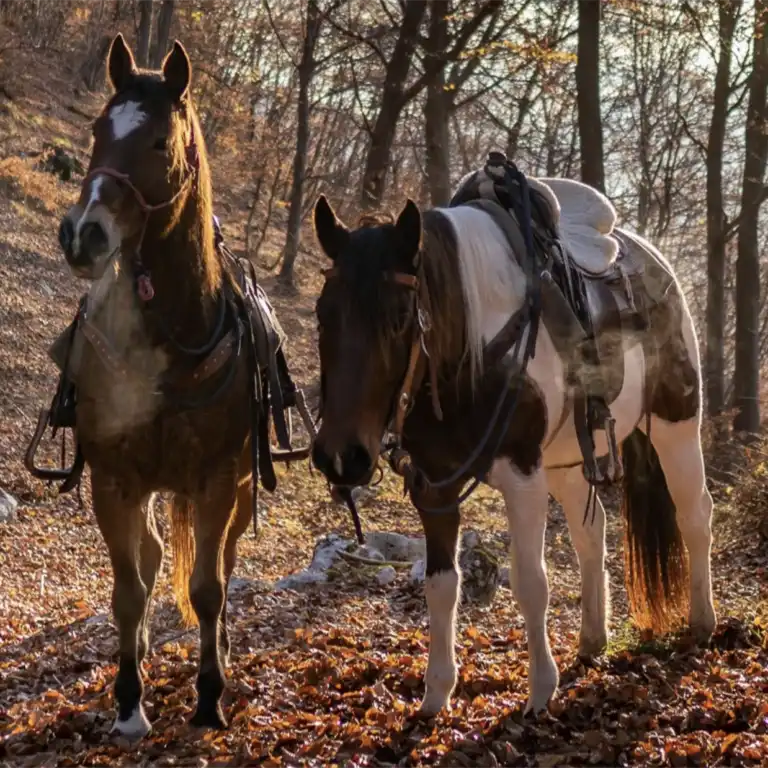 Panoramic 2-Hour Horseback Ride on Monte Gaggio (intermediate) - Touraround