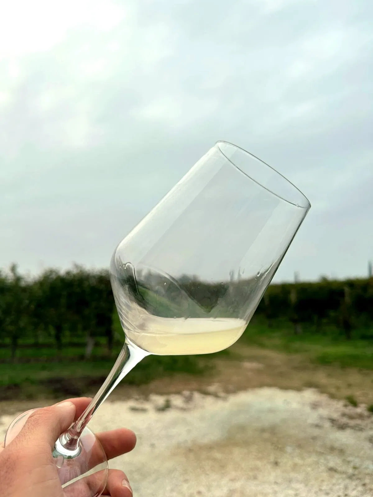 Vineyard Visit & Tasting of 3 Lugana Vintages - Touraround