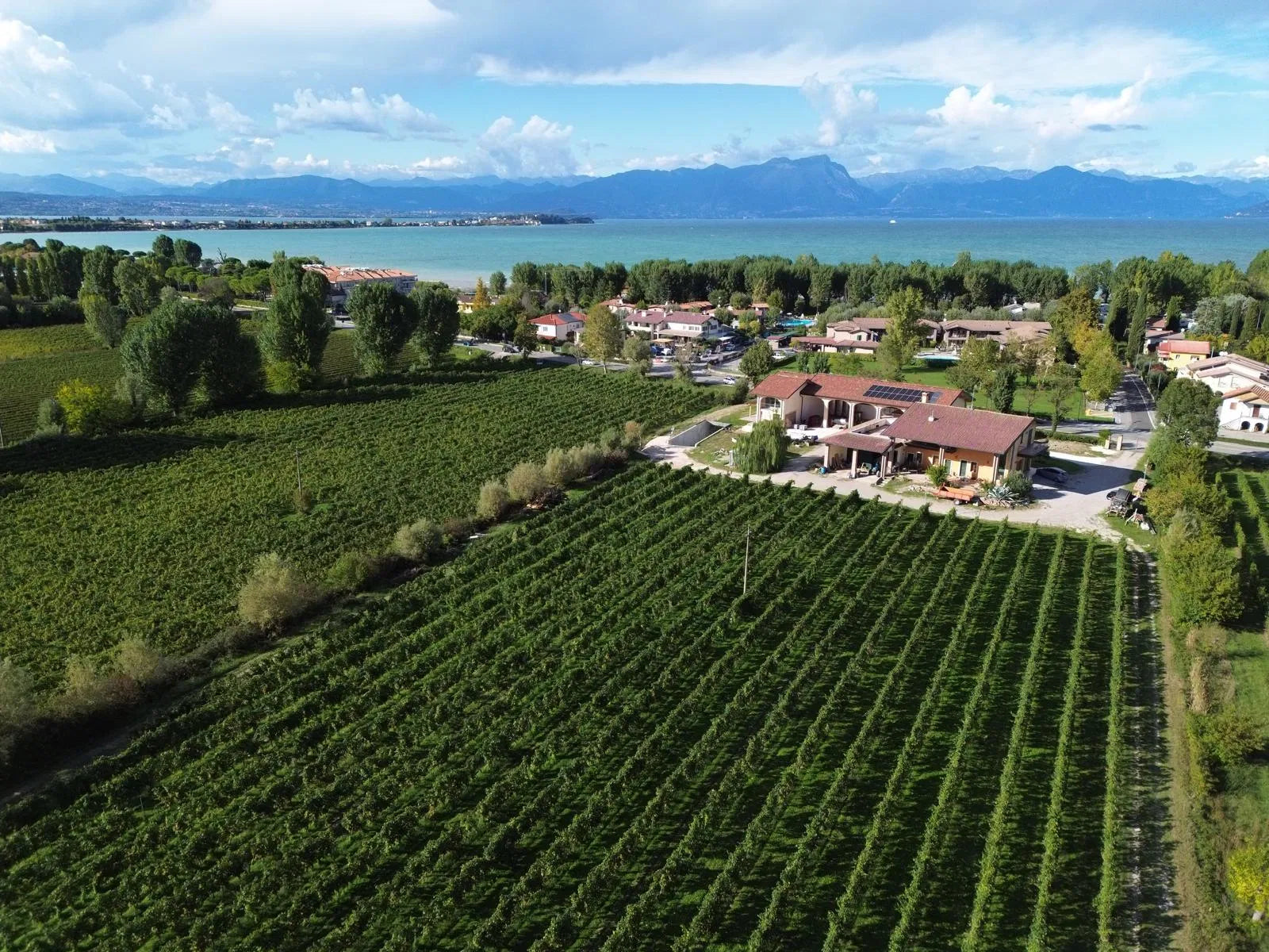 Vineyard Visit & Tasting of 3 Lugana Vintages - Touraround