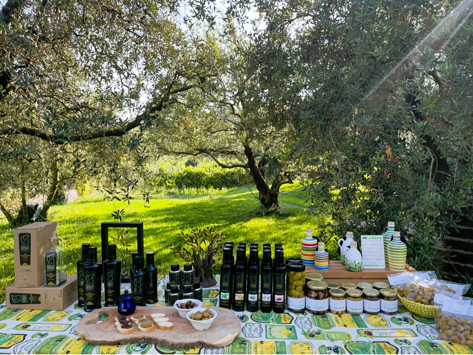 Lake Garda Olive Oil Tour &amp; Tasting with Panoramic Views - Touraround