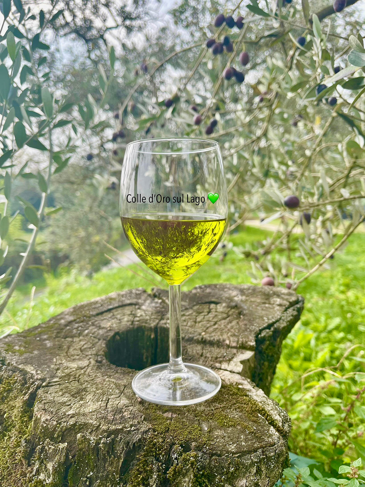Lake Garda Olive Oil Tour &amp; Tasting with Panoramic Views - Touraround