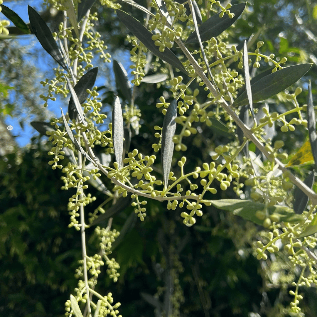 Olive Mill Tour and Tasting in the Padua Hills - Olive Oil Experience - Touraround
