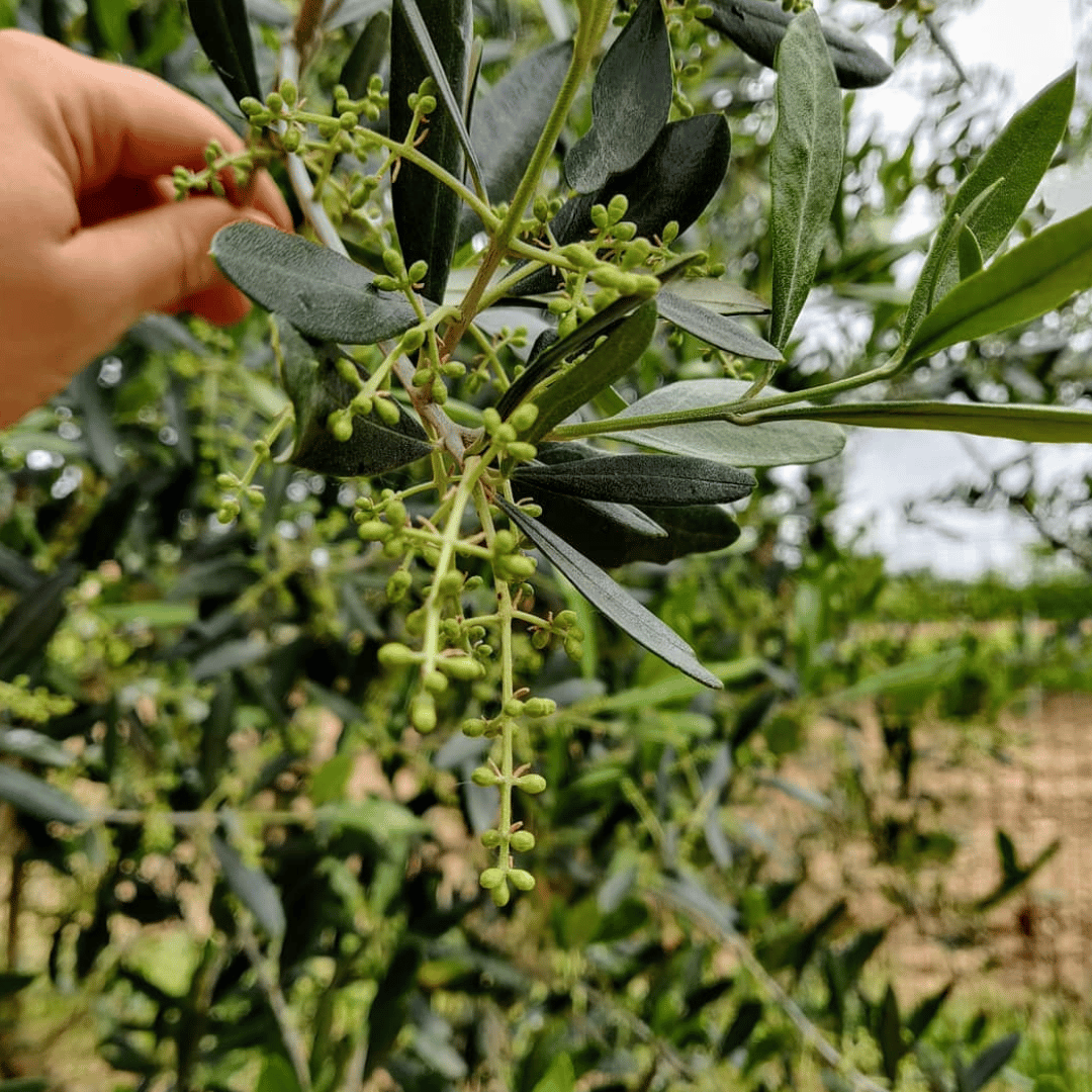 Olive Mill Tour and Tasting in the Padua Hills - Olive Oil Experience - Touraround