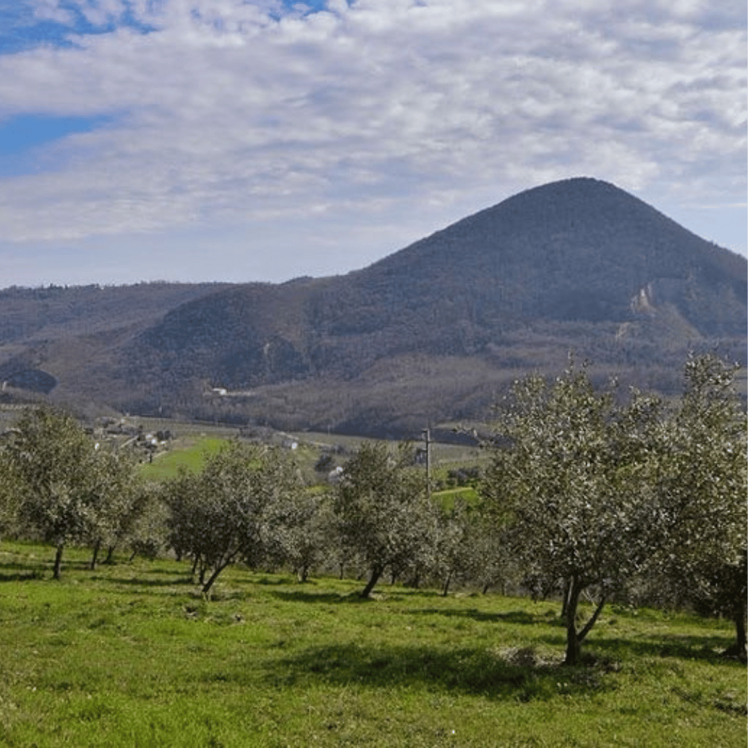 Olive Mill Tour and Tasting in the Padua Hills - Olive Oil Experience - Touraround