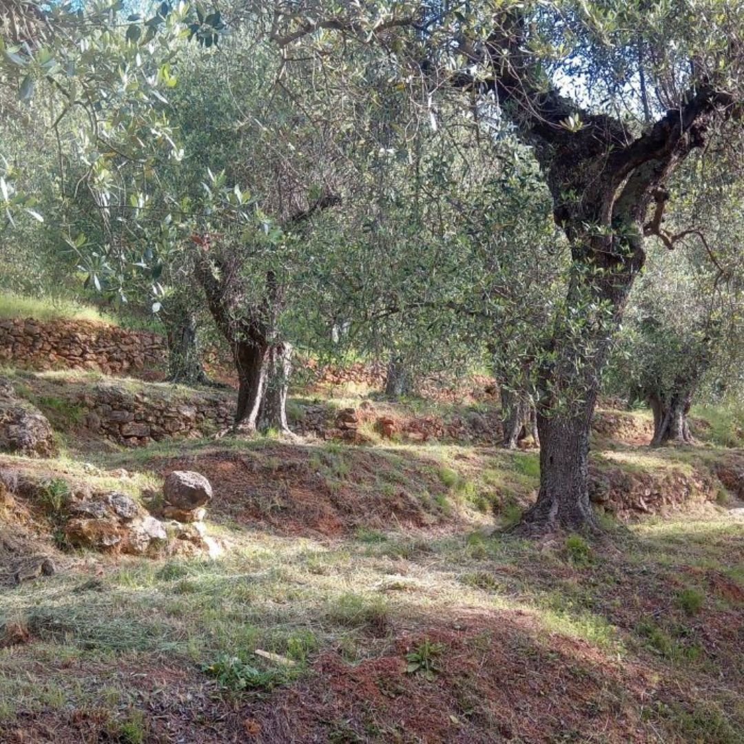 Olive Mill Tour with Oil and Food Tastings near Pisa - Olive Oil Experience - Touraround