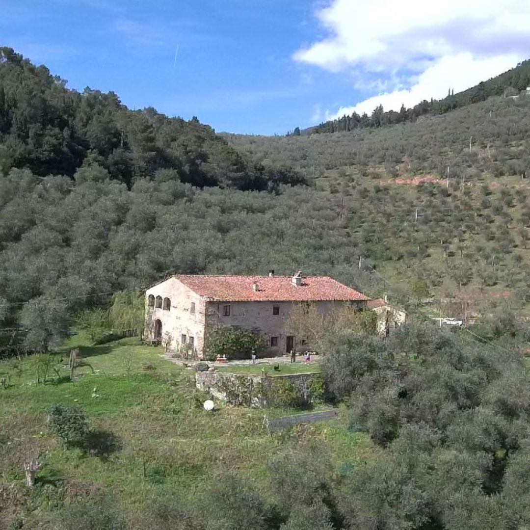Olive Mill Tour with Oil and Food Tastings near Pisa - Olive Oil Experience - Touraround