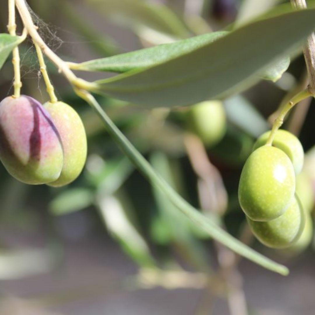 Olive Mill Tour with Oil and Food Tastings near Pisa - Olive Oil Experience - Touraround