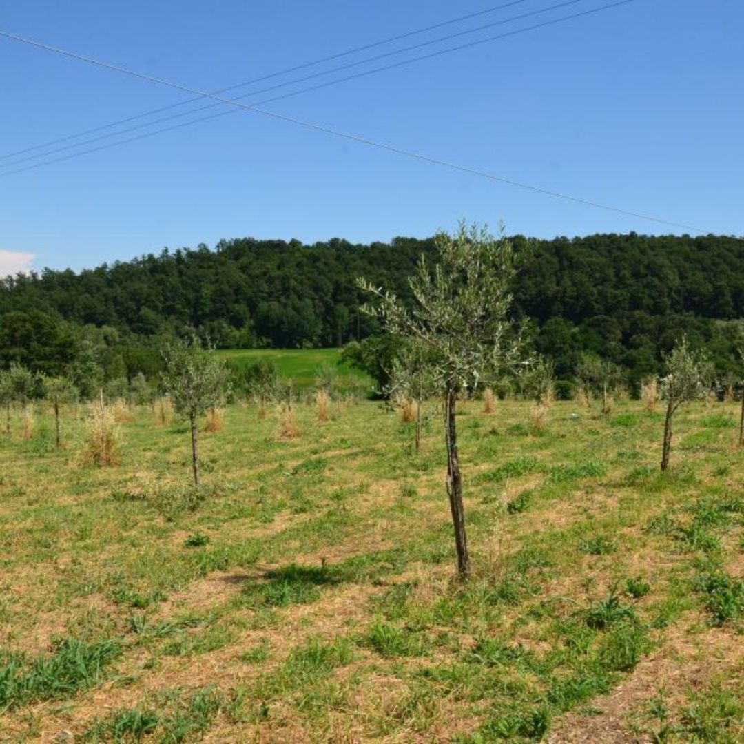 Olive Mill Tour with Oil &amp; Food Tasting near Siena &amp; Perugia - Olive Oil Experience - Touraround