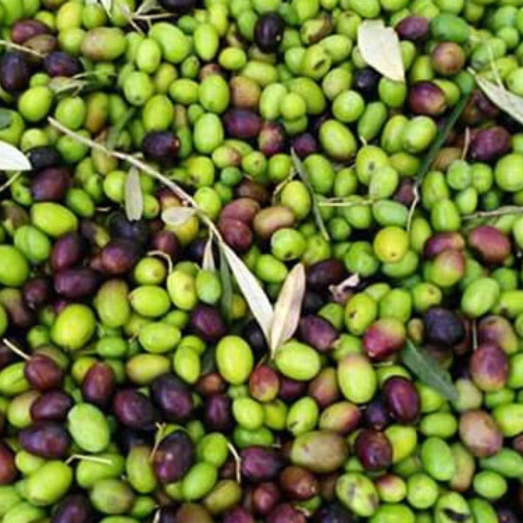 Olive Mill Tour with Oil &amp; Food Tasting near Siena &amp; Perugia - Olive Oil Experience - Touraround