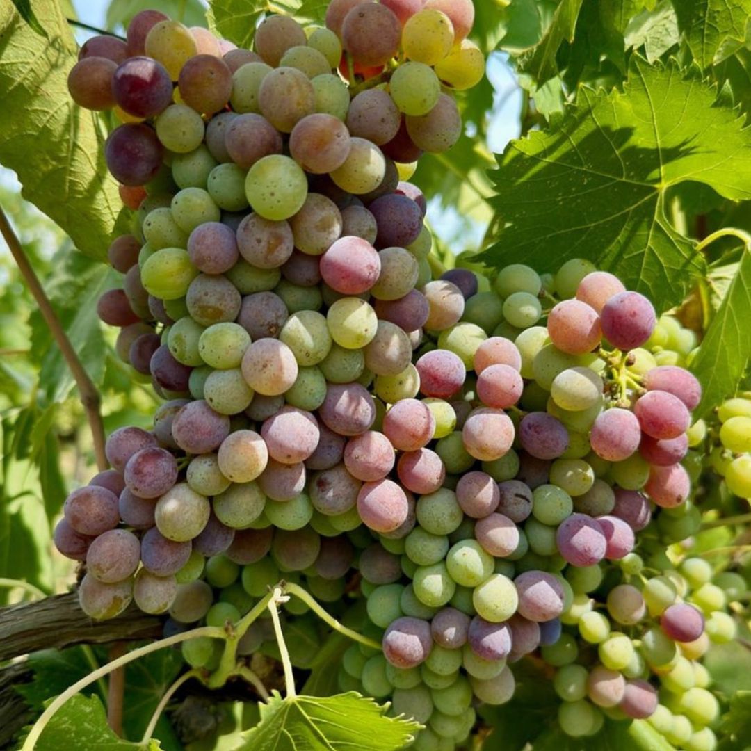 Organic and Biodynamic Winery Tour and Tasting in Lucca - Wine Tasting - Touraround