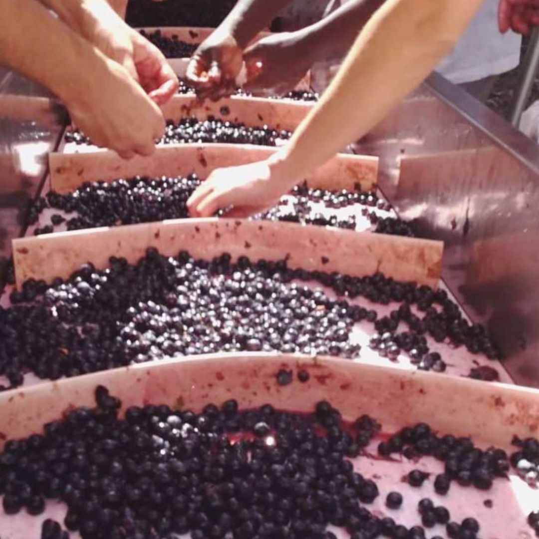 Organic and Biodynamic Winery Tour and Tasting in Lucca - Wine Tasting - Touraround