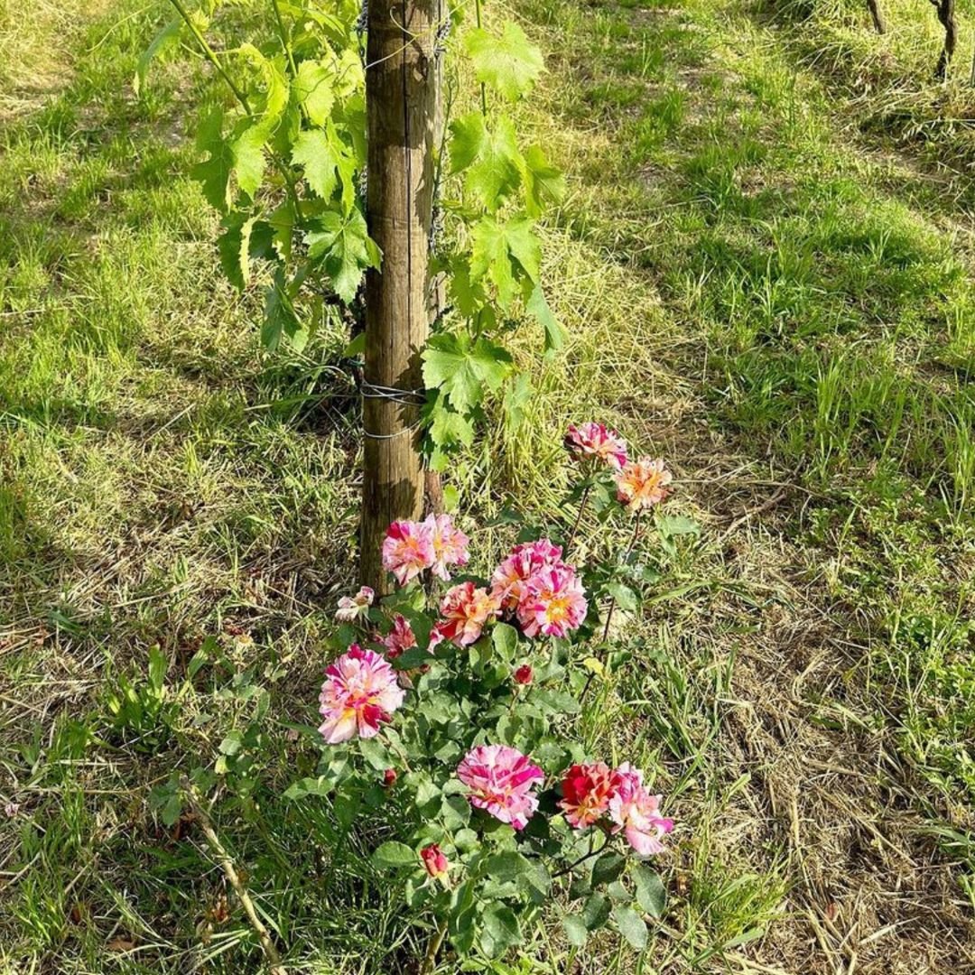 Organic and Biodynamic Winery Tour and Tasting in Lucca - Wine Tasting - Touraround