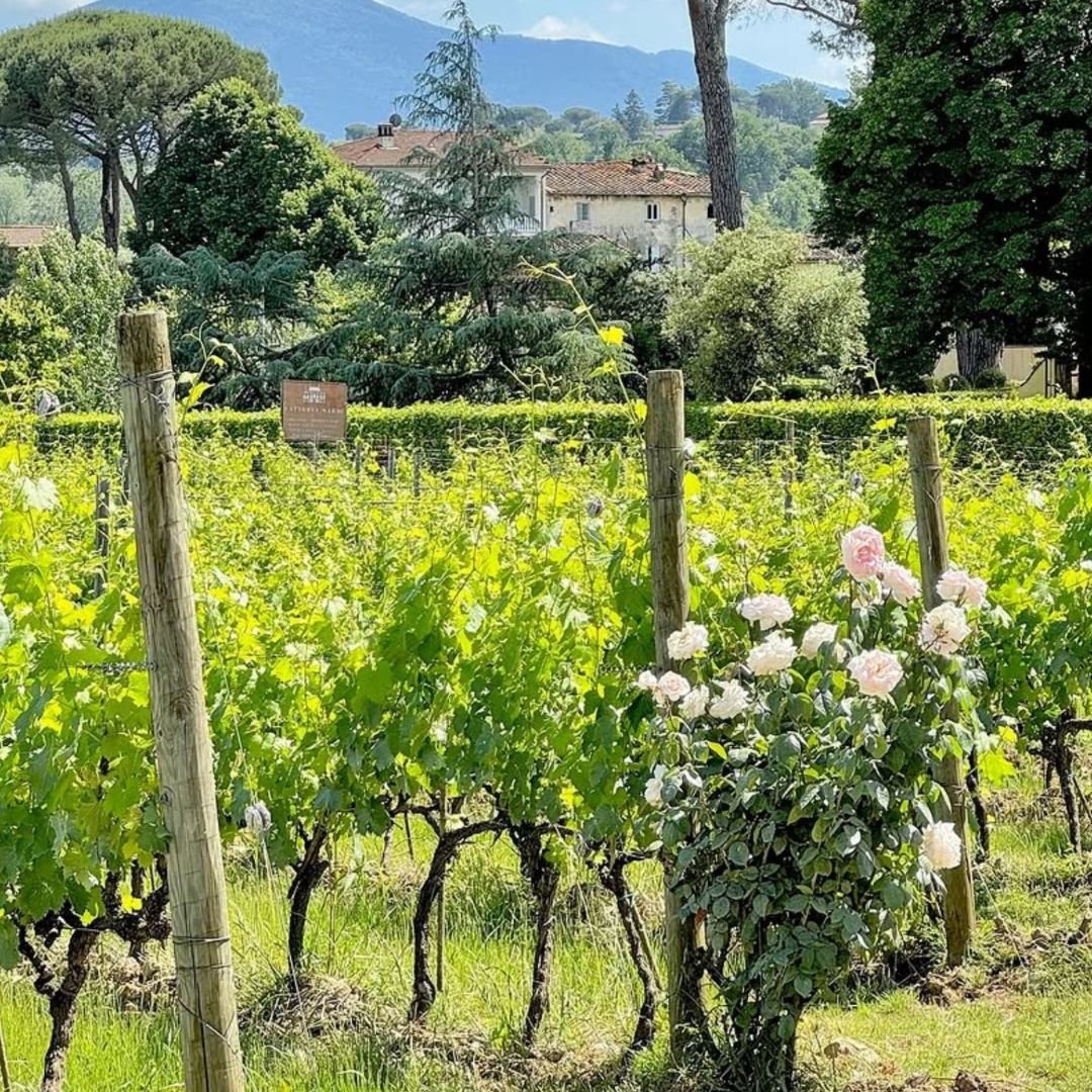 Organic and Biodynamic Winery Tour and Tasting in Lucca - Wine Tasting - Touraround
