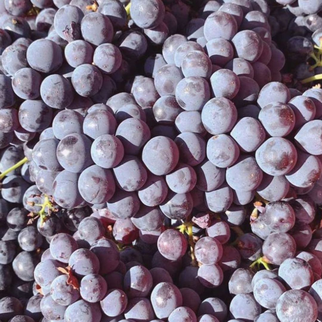 Organic and Biodynamic Winery Tour and Tasting in Lucca - Wine Tasting - Touraround