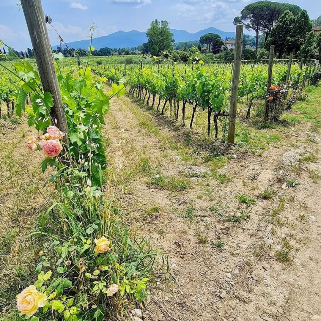 Organic and Biodynamic Winery Tour and Tasting in Lucca - Wine Tasting - Touraround