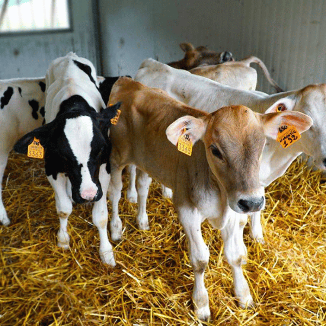 Parmesan Wheels near Parma: Tasting &amp; Factory Tour - Parmesan Tour - Touraround