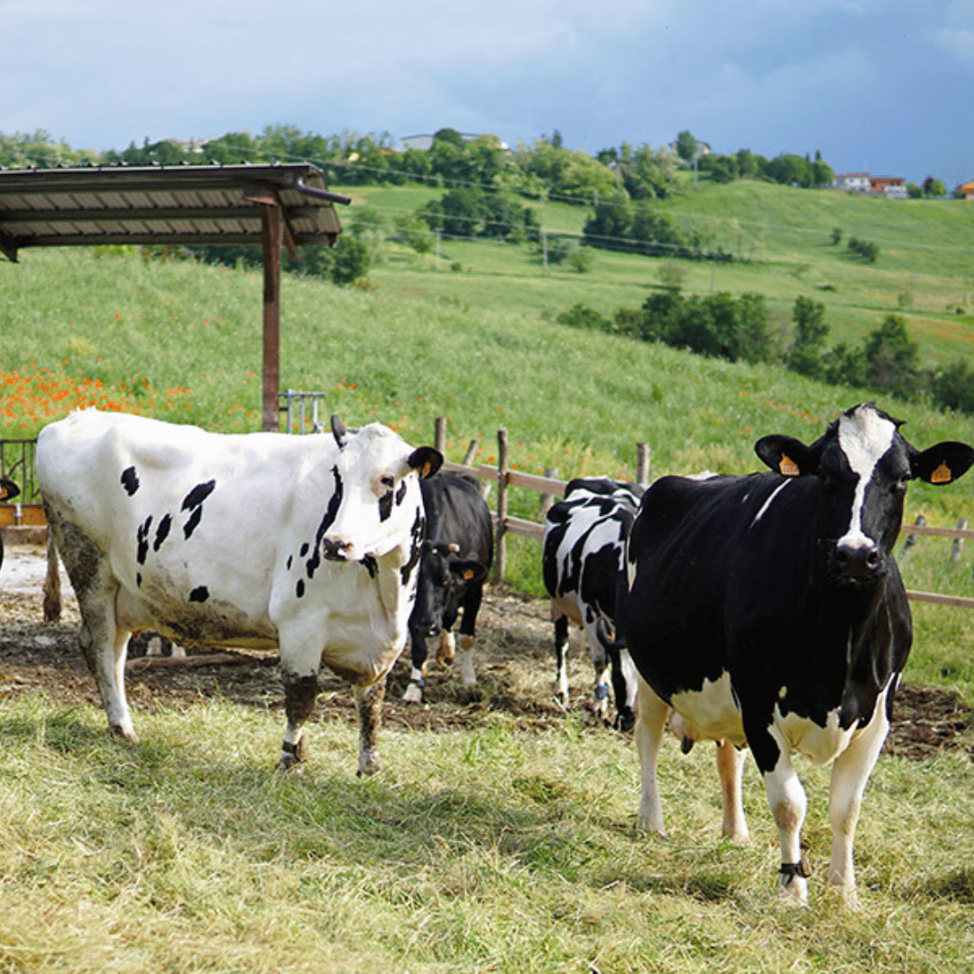 Parmesan Wheels near Parma: Tasting &amp; Factory Tour - Parmesan Tour - Touraround