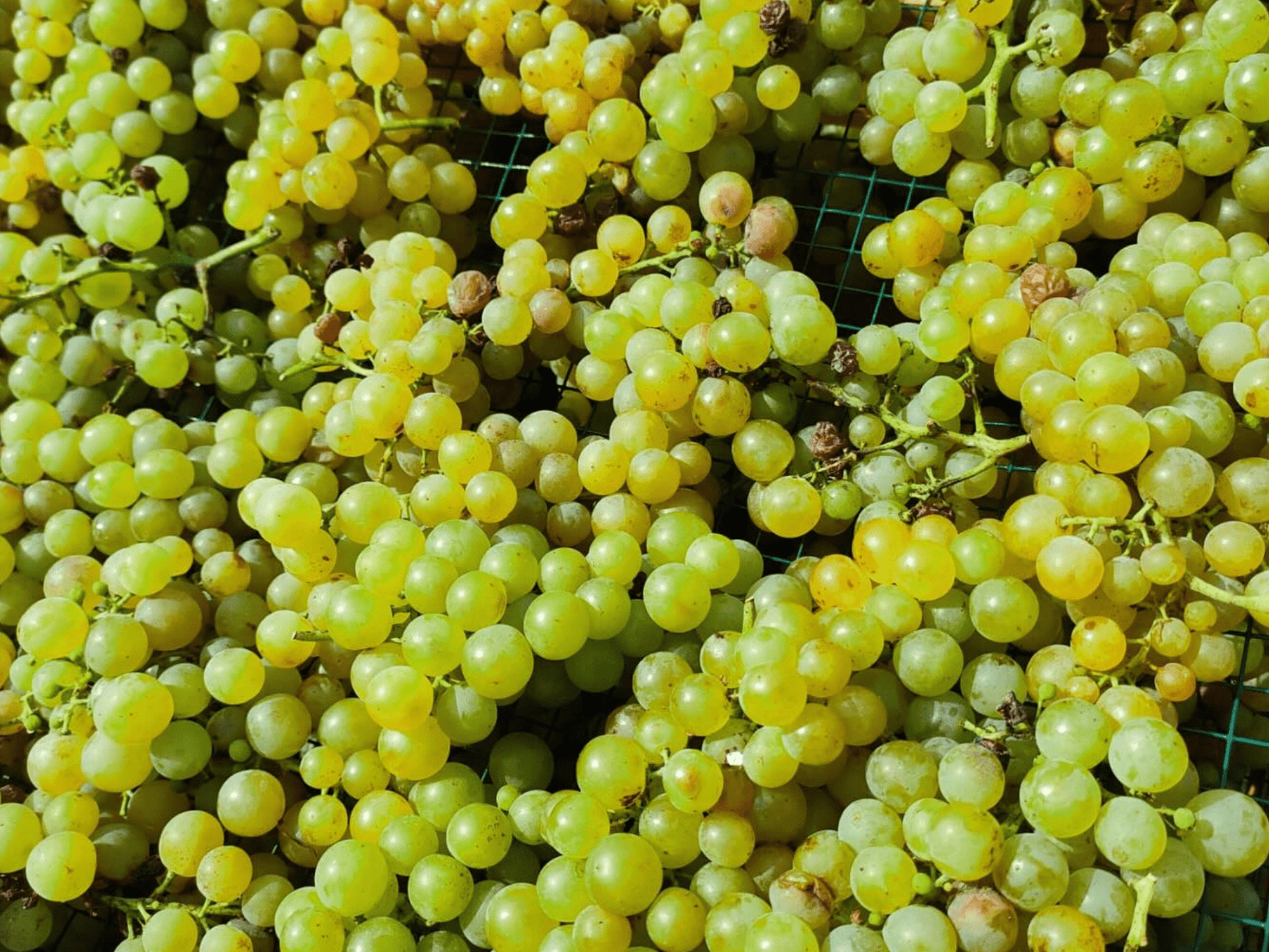 Pavia: Organic Winery Visit & Wine Tasting with Food Platter - Wine Tasting - Touraround