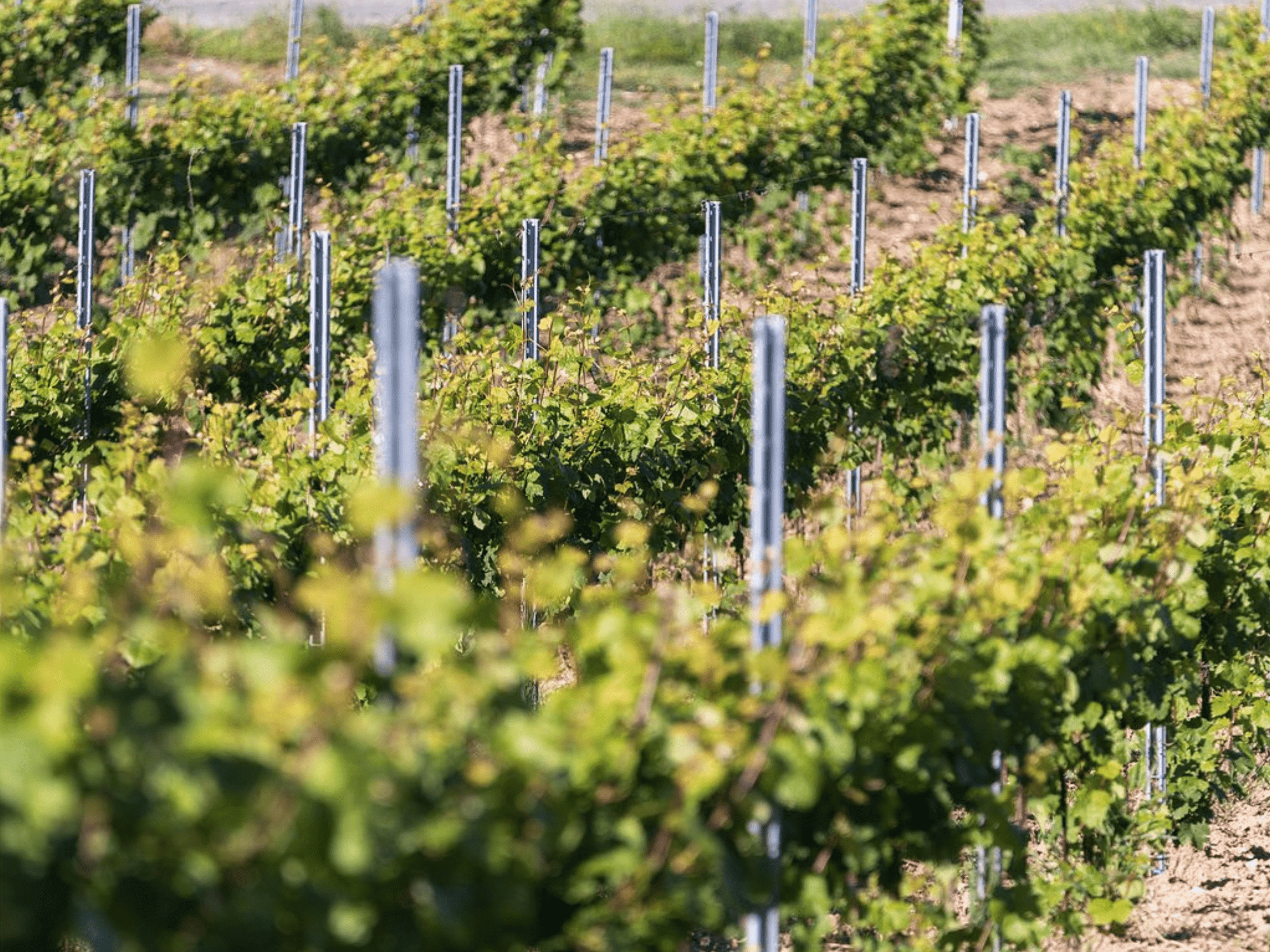 Pavia: Organic Winery Visit &amp; Wine Tasting with Food Platter - Wine Tasting - Touraround