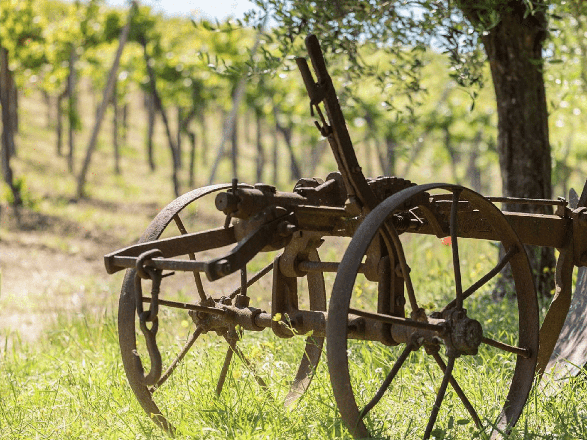 Pavia: Organic Winery Visit &amp; Wine Tasting with Food Platter - Wine Tasting - Touraround