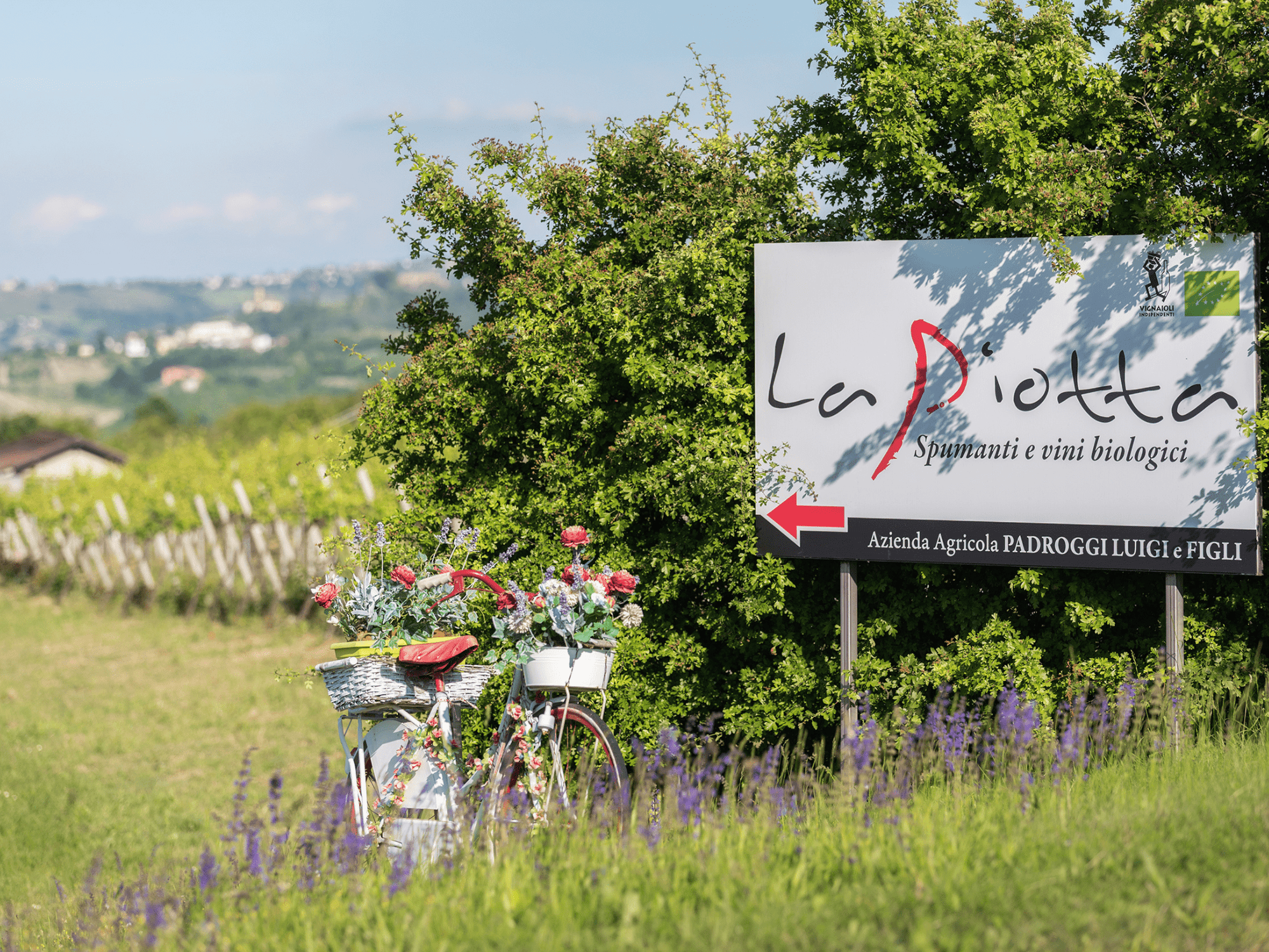 Pavia: Organic Winery Visit &amp; Wine Tasting with Food Platter - Wine Tasting - Touraround