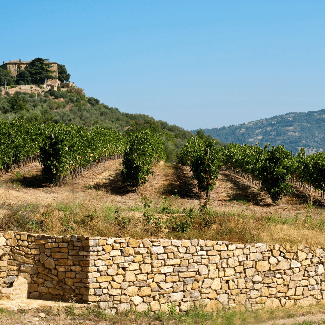 Perugia Winery Visit &amp; Tasting near the Lake Trasimeno - Wine Tasting - Touraround