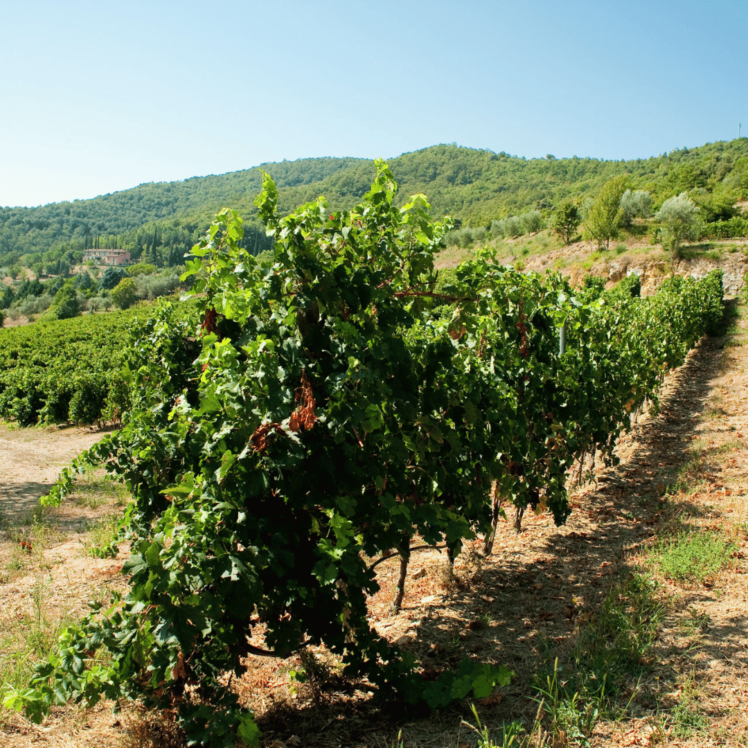 Perugia Winery Visit & Tasting near the Lake Trasimeno - Wine Tasting - Touraround