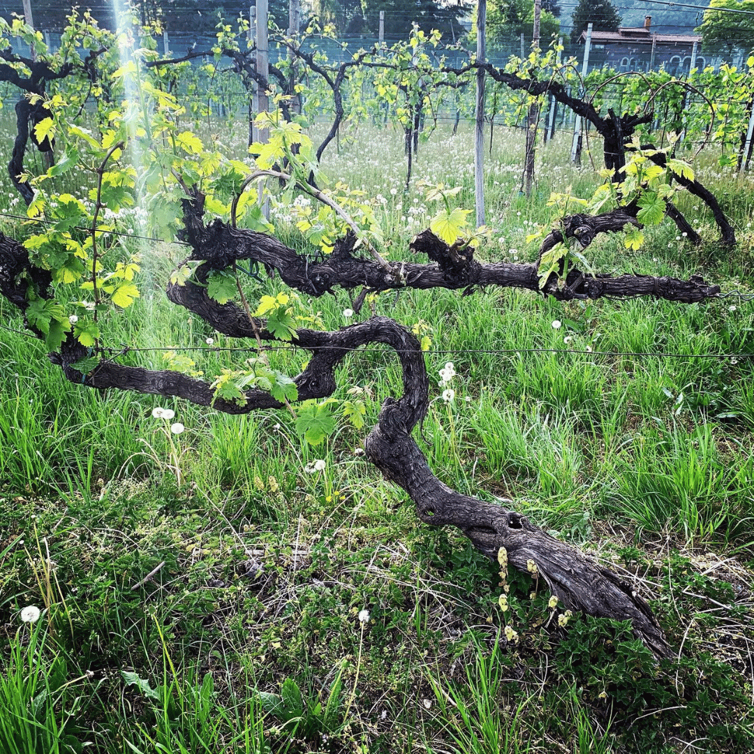 Prosecco Tasting in Countryside Winery - Wine Tasting - Touraround