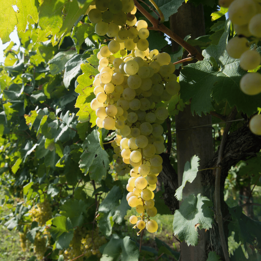 Prosecco Tasting in Countryside Winery - Wine Tasting - Touraround