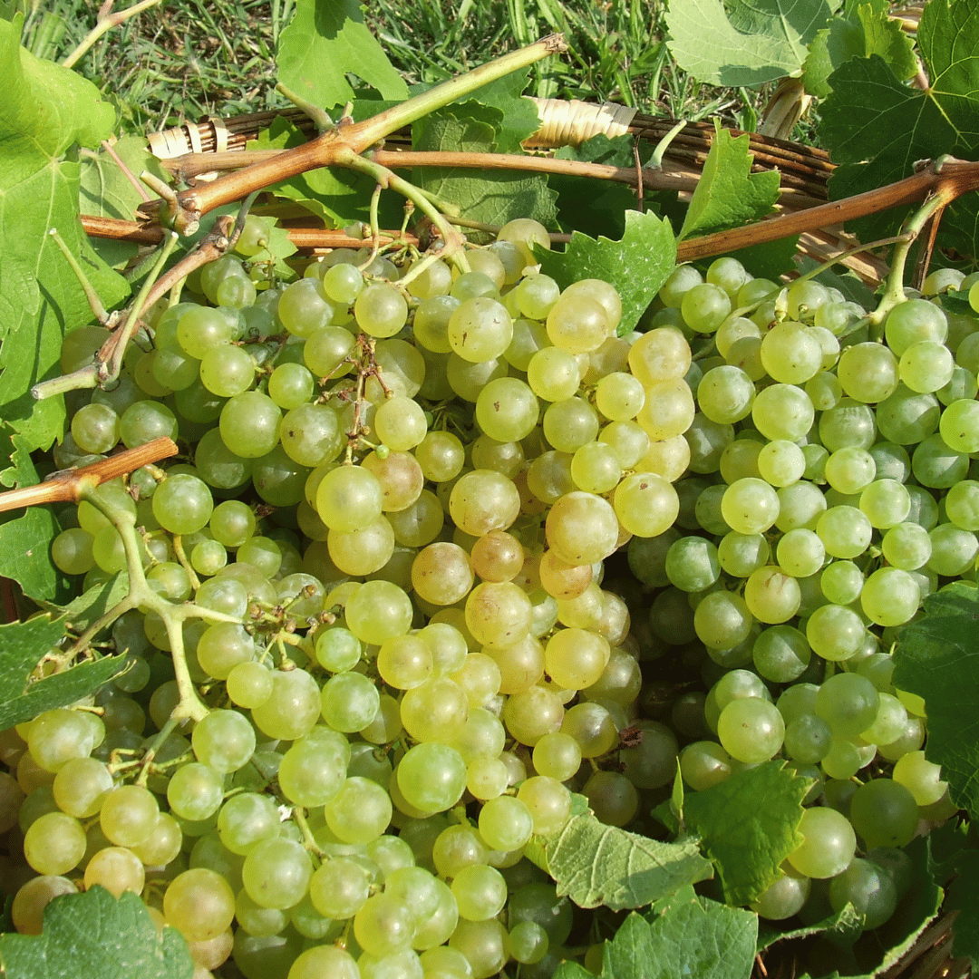 Prosecco Tasting in Countryside Winery - Wine Tasting - Touraround