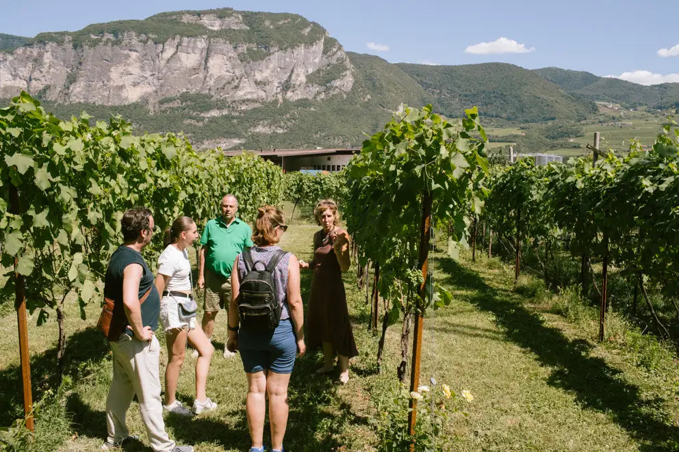 Teroldego Vineyard Tour with 3 Wines Tasting in Mezzocorona - Touraround