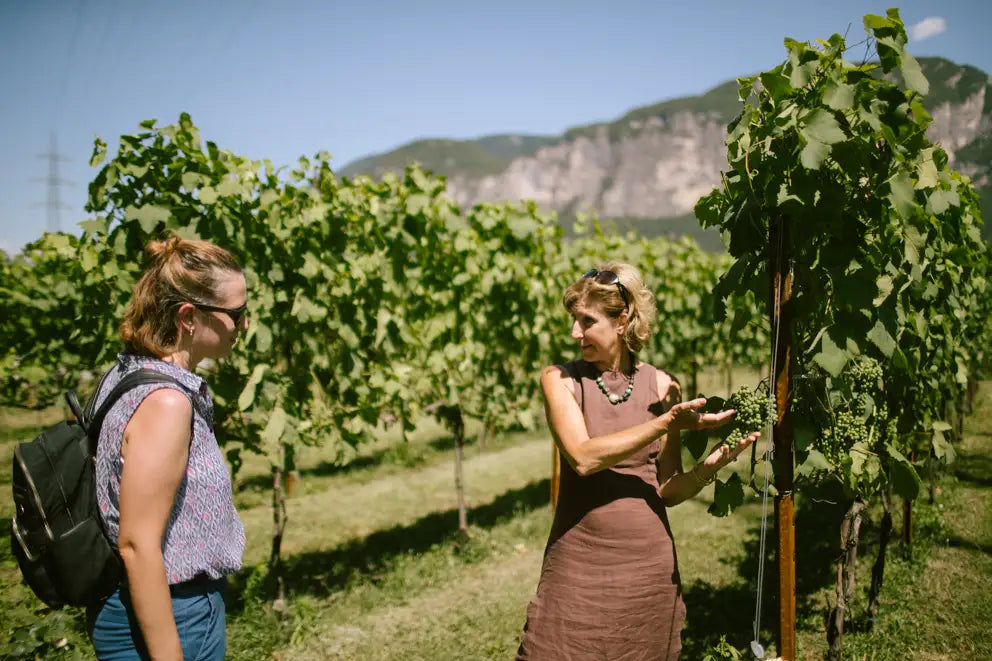 Teroldego Vineyard Tour with 3 Wines Tasting in Mezzocorona - Touraround